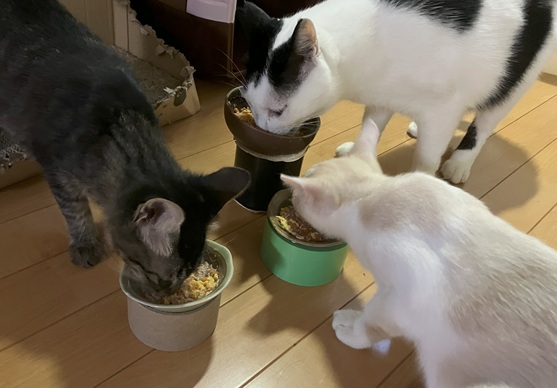 家ねこのごはん